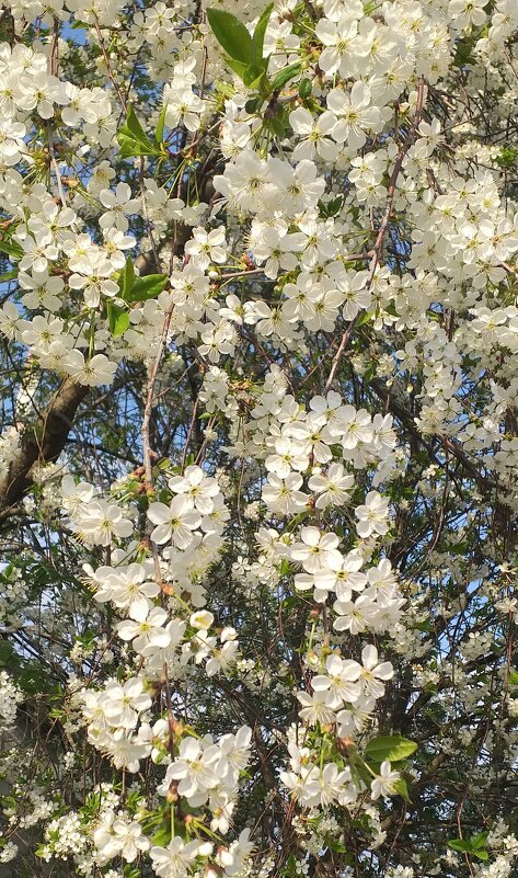 это было весной... - Галина Флора