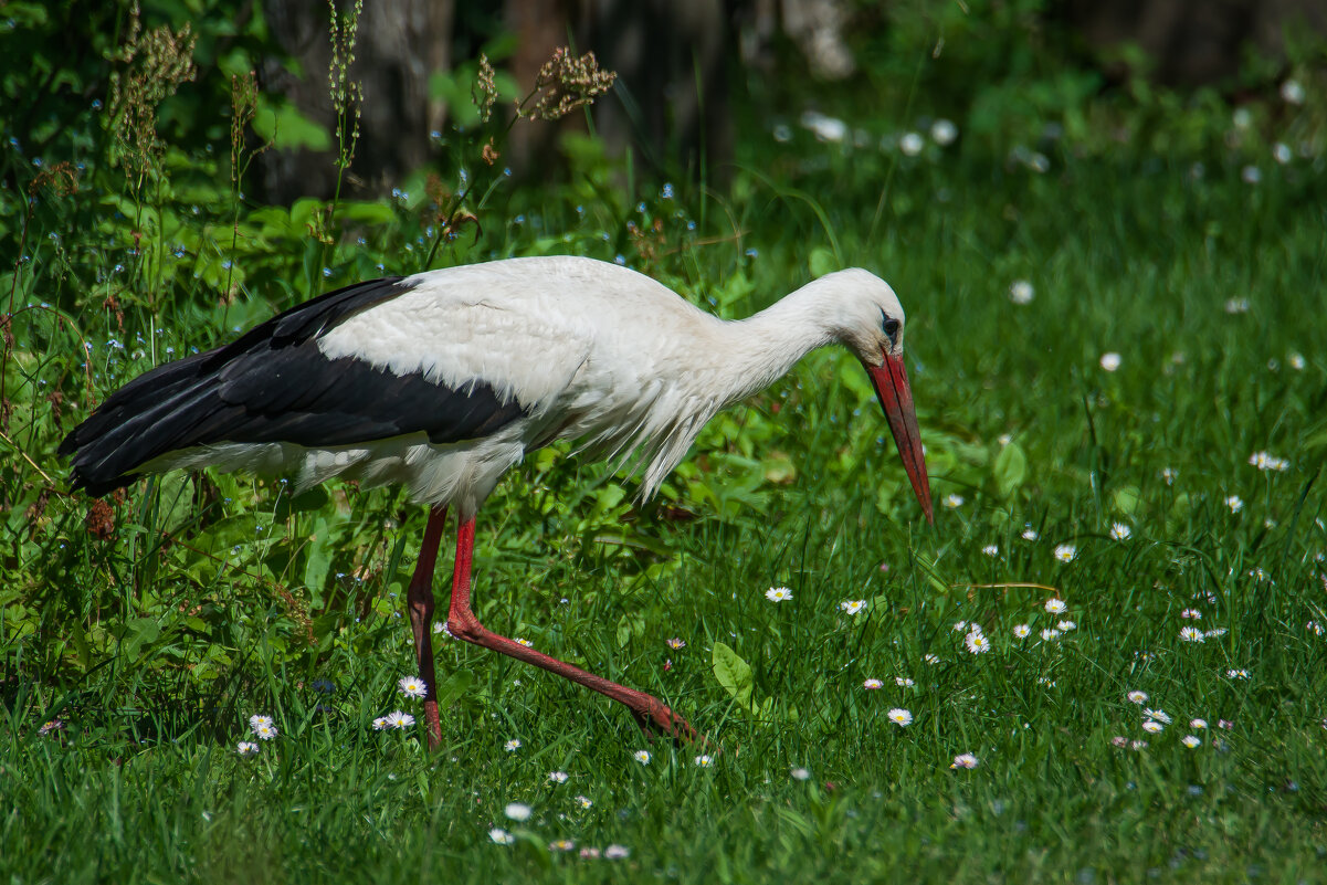 Дачный санитар. - Sergey (Apg)