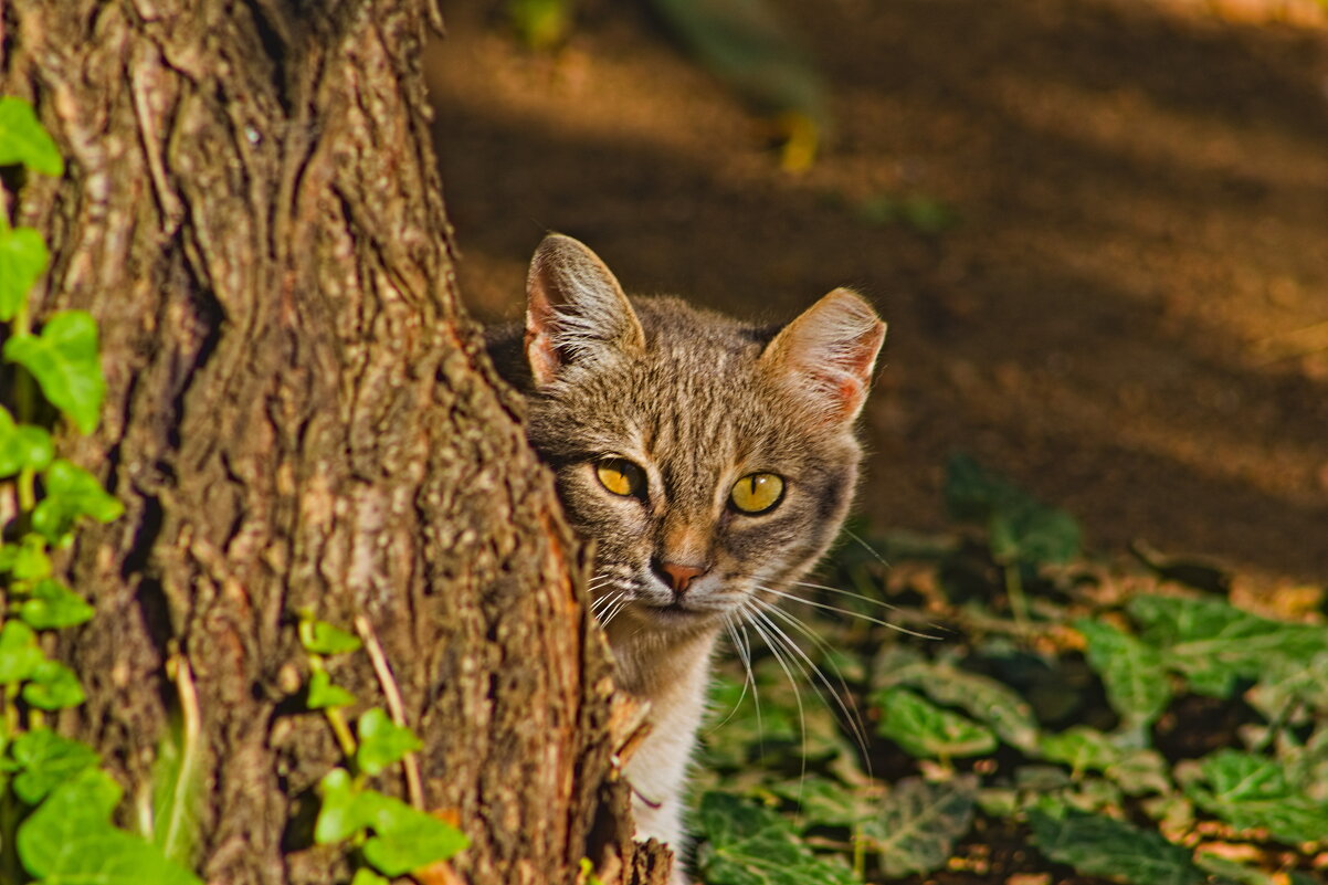 I see you!!! - Giant Tao /