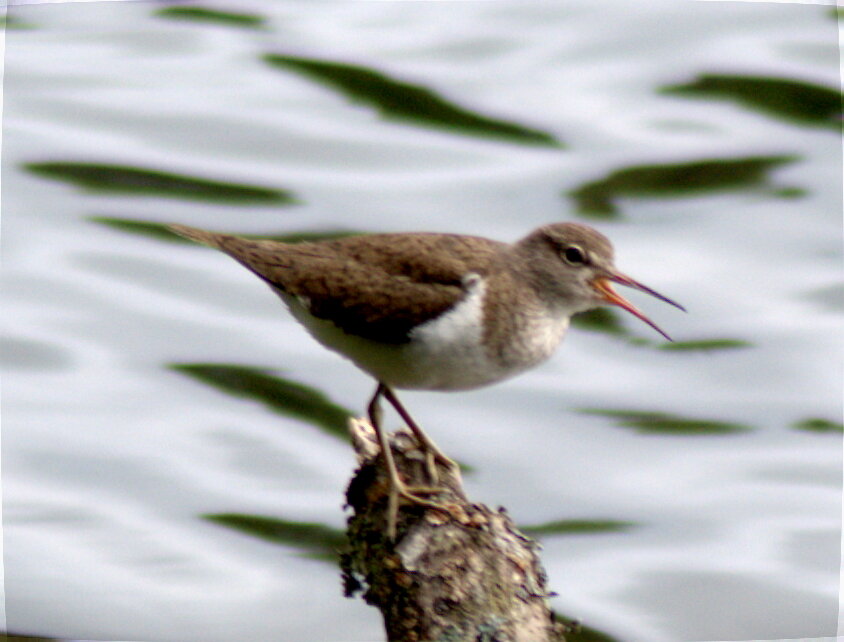 Перевозчик - Сергей Владимирович Егоров