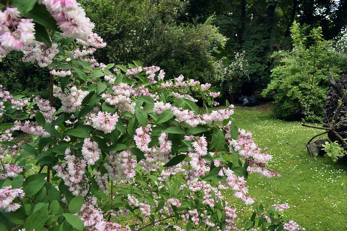 Дейция шершавая. - Татьяна Помогалова Дейция шершавая. - Татьяна Помогалова