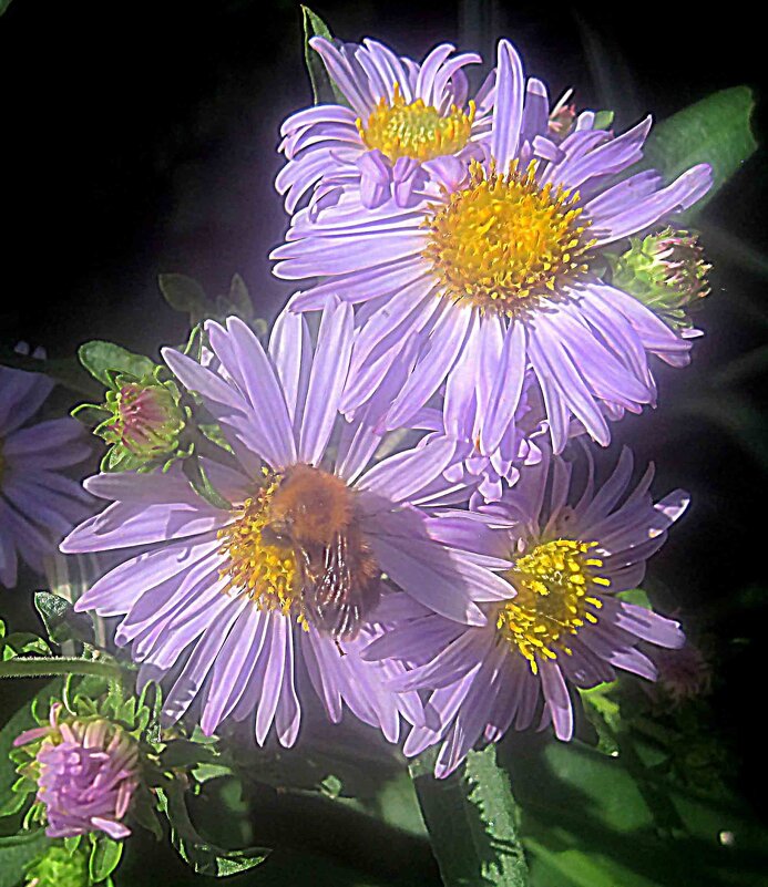 Цветы лета - Елена Семигина