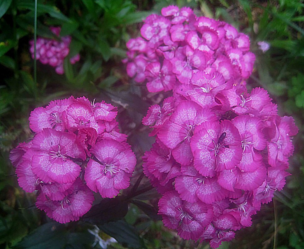 Гвоздики - Елена Семигина