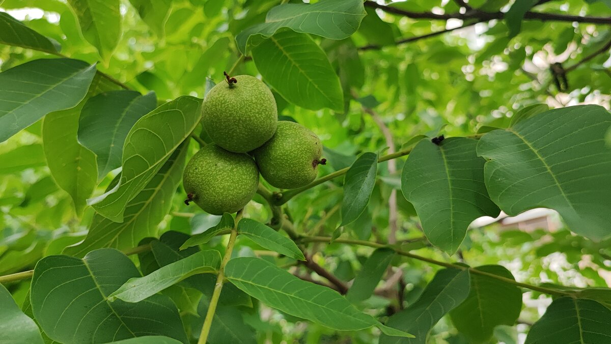 ,,, - Сергей Тимоновский