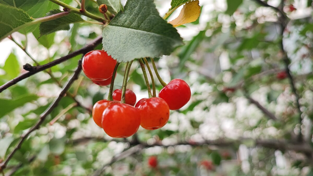,,, - Сергей Тимоновский