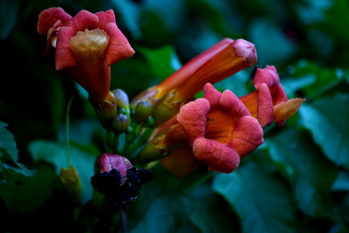 Текома - Татьяна Евдокимова