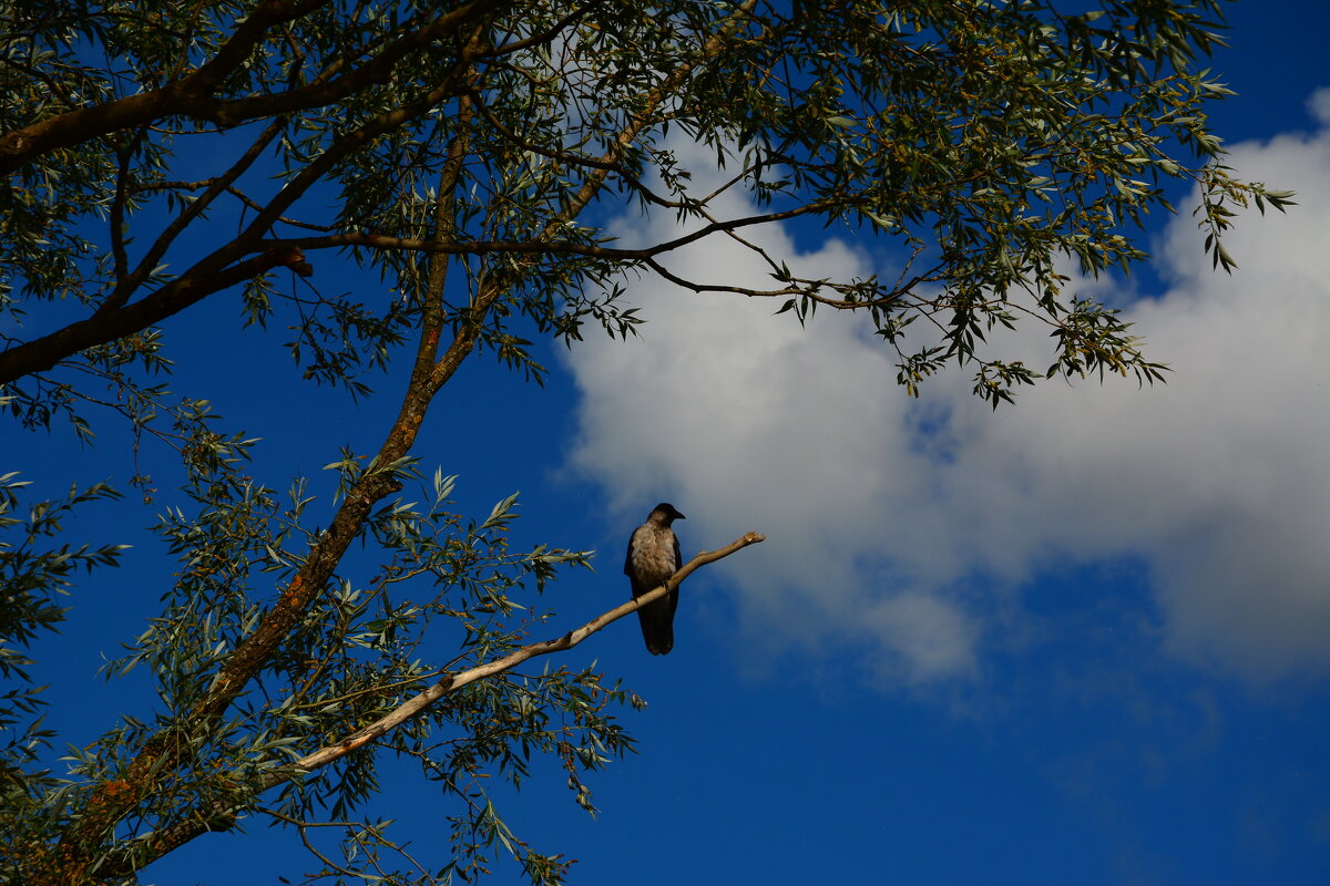 Летний день. - Михаил Колосов 