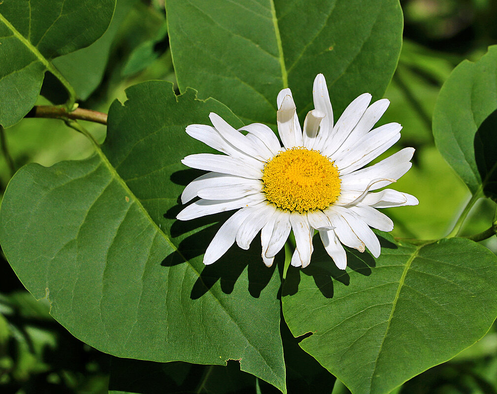 Загнула пальчики - Светлана 