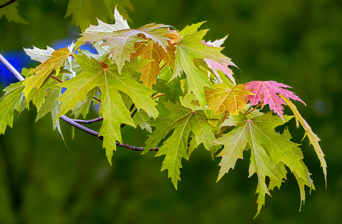 Молодые листочки - Aleksey Afonin