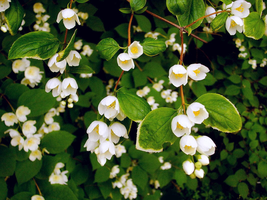 Цветочные серьги. - VasiLina * Цветочные серьги. - VasiLina *