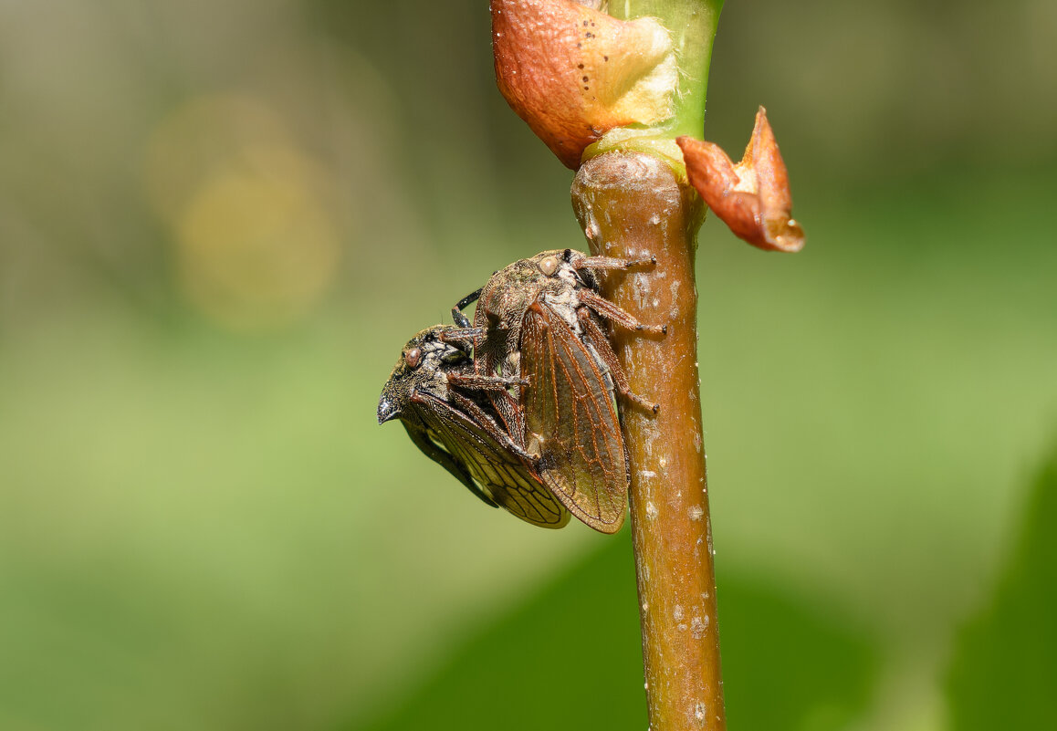 Обыкновенные горбатки спариваются - Дарья Меркулова