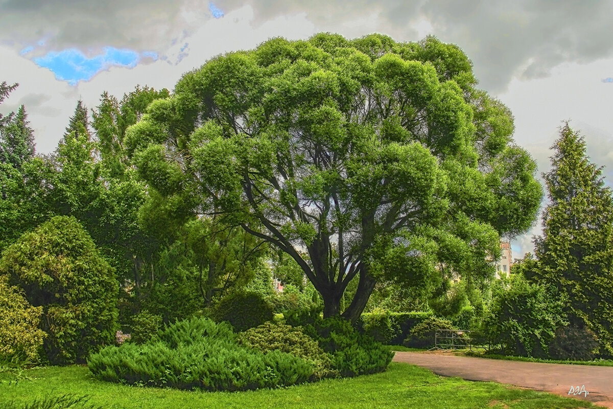 *** - Роланд Дубровский