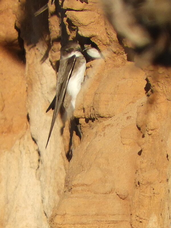Береговушки - чудинова ольга 