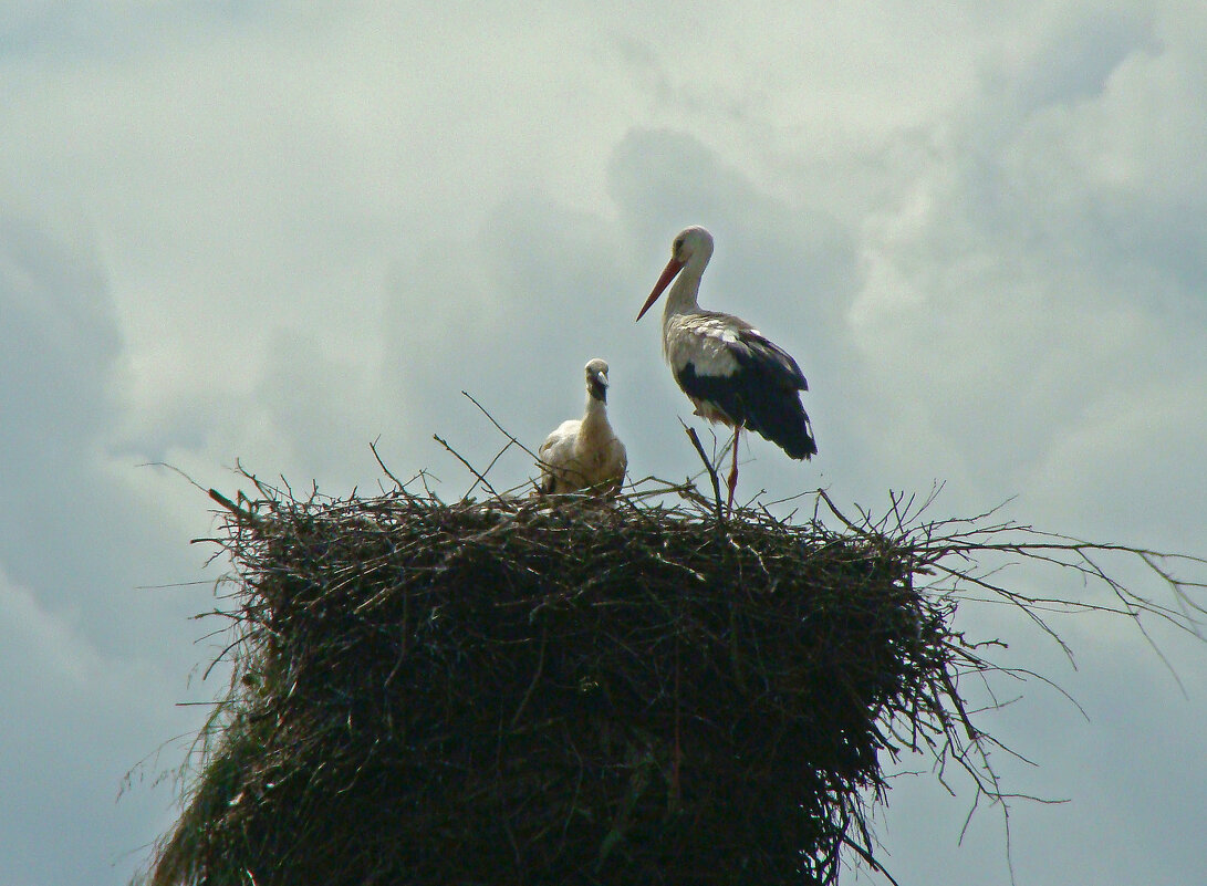 белый аист - gawrilа - dan