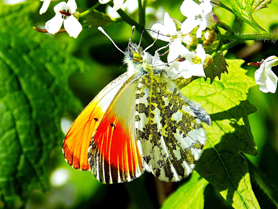 Самец зорьки обыкновенной - Константин Штарк Самец зорьки обыкновенной - Константин Штарк
