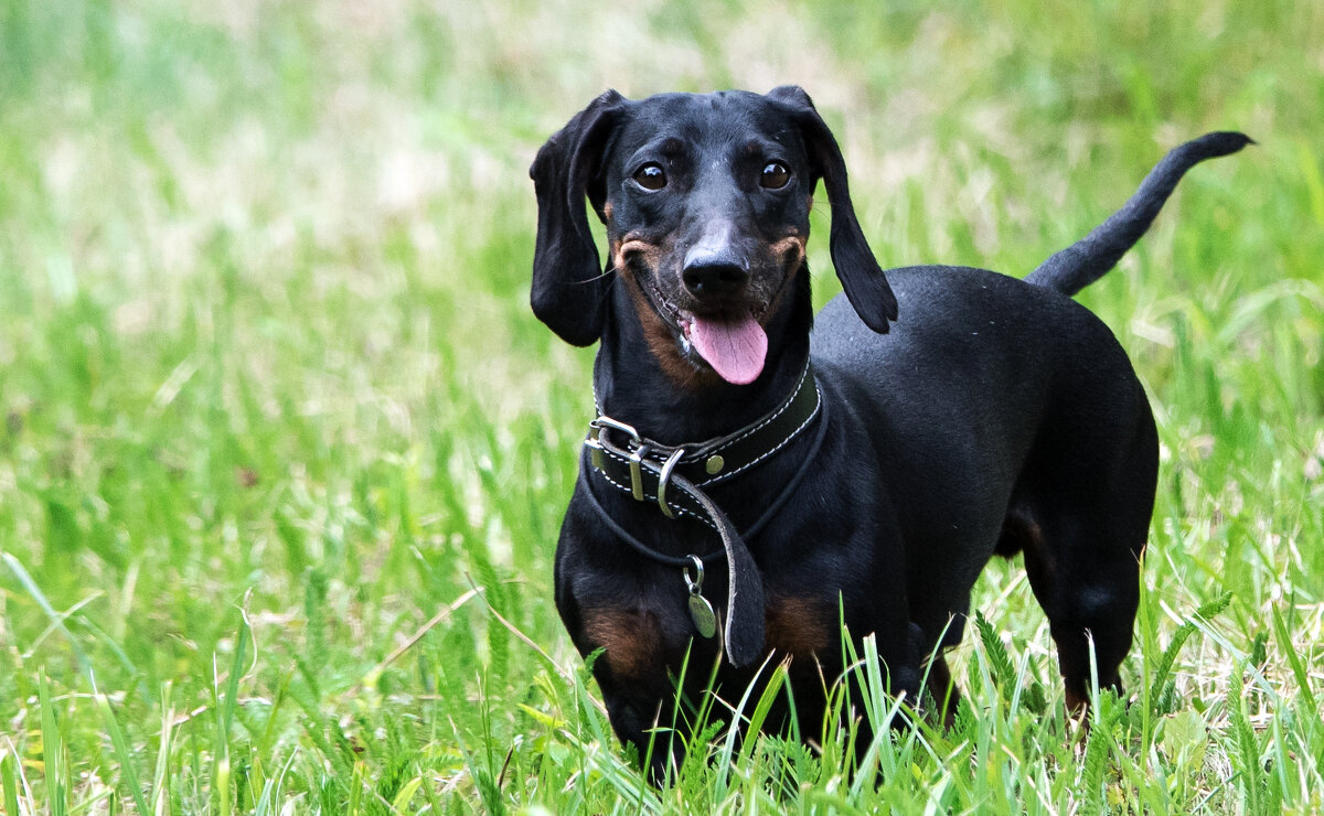 Улыбка до ушей. - Владимир Безбородов Улыбка до ушей. - Владимир Безбородов