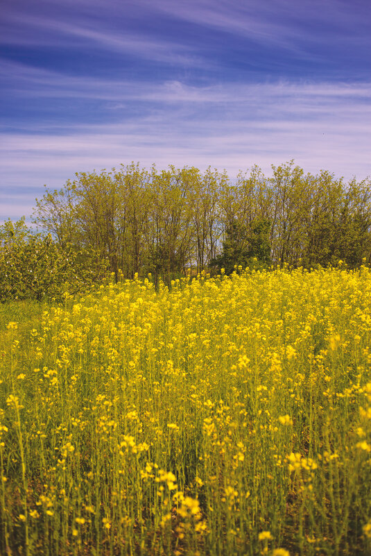 *** - Яна Горбунова