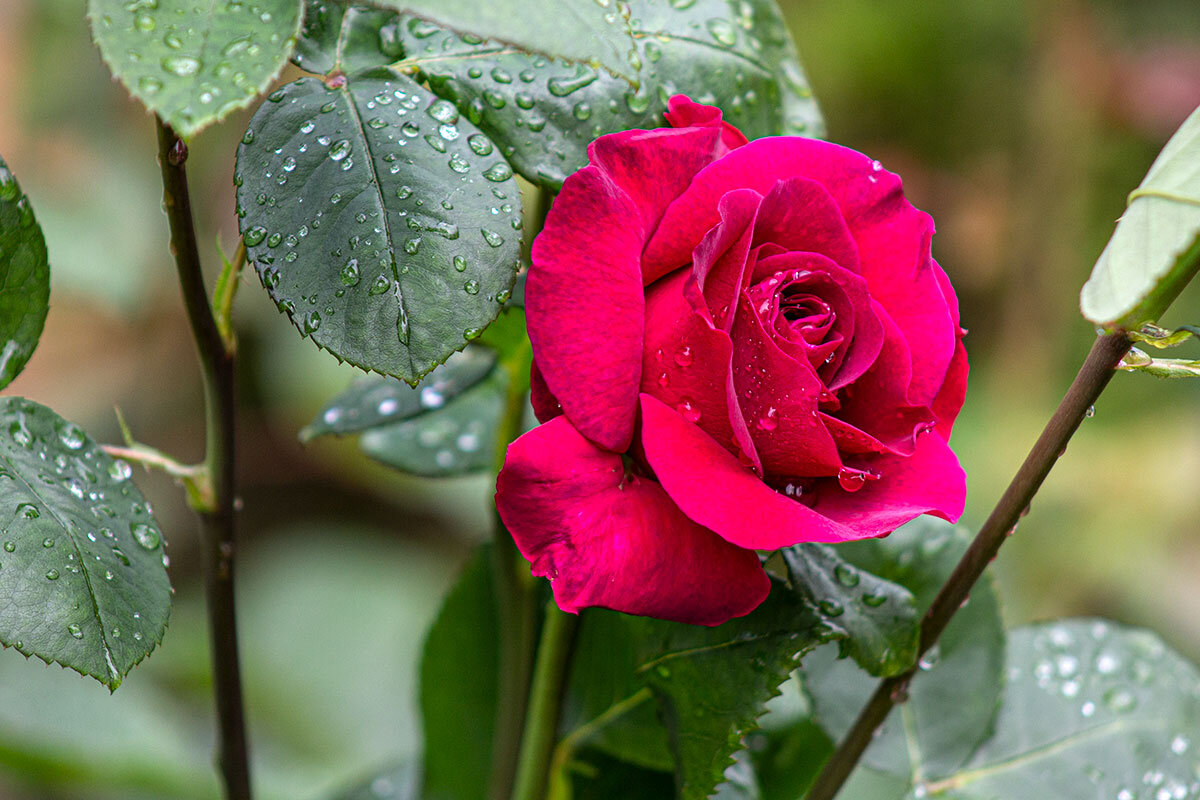 Дождливый день - Александр Трухин