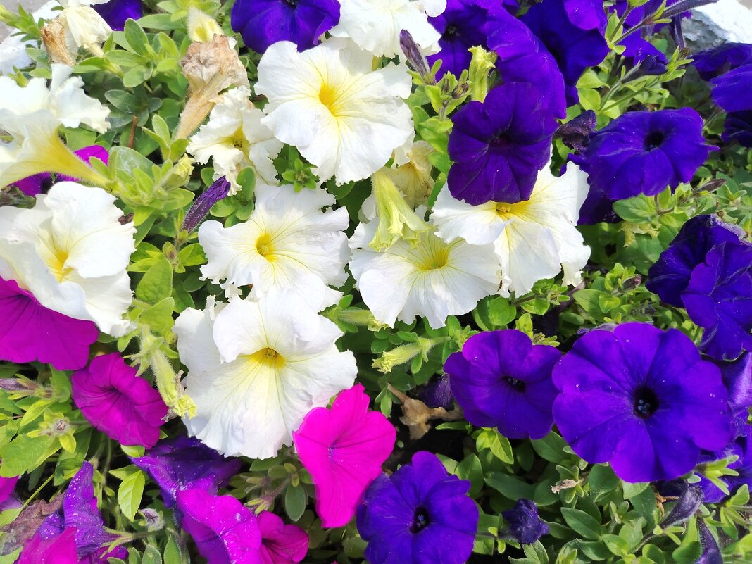 Лето - Надежда 