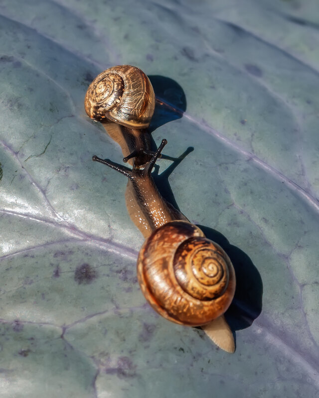 Про поцелуи - Владимир Колесников