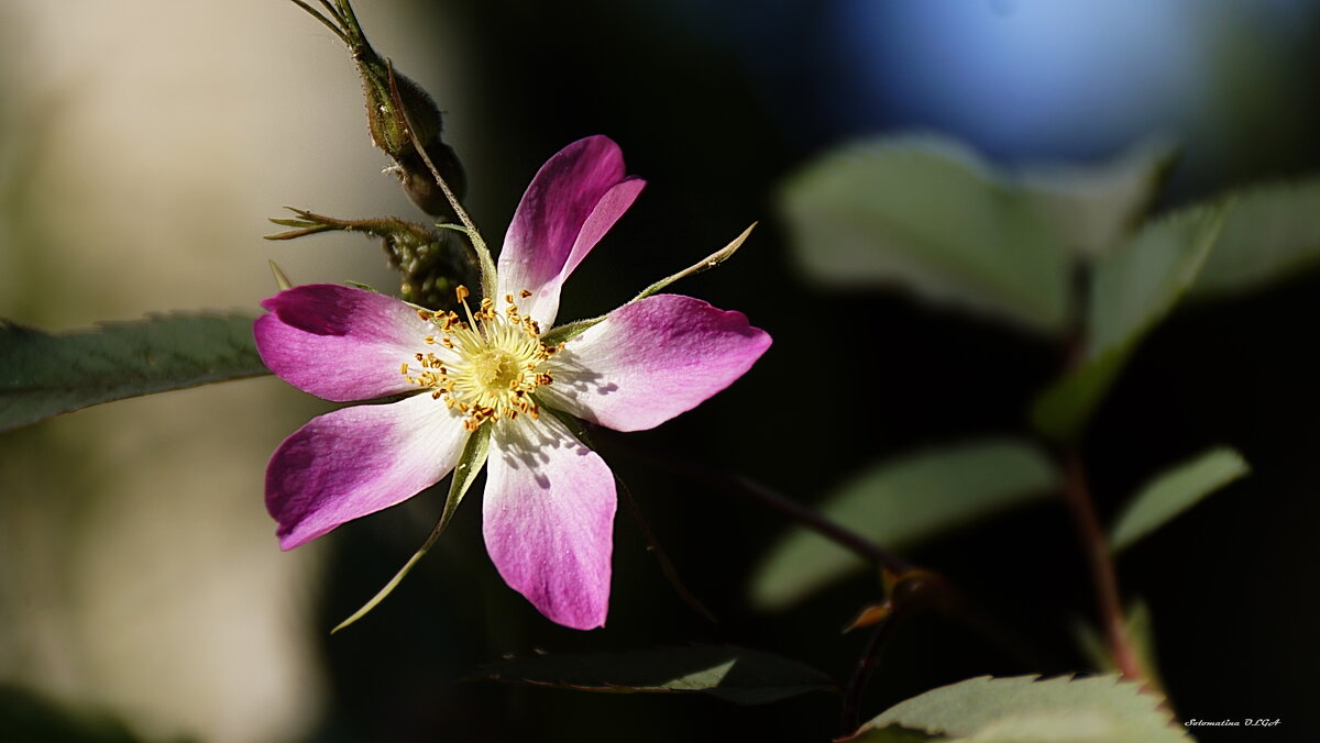 шиповник - Ольга Cоломатина