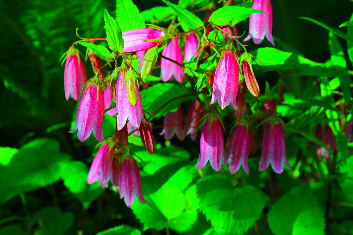 ... - Владимир иванов