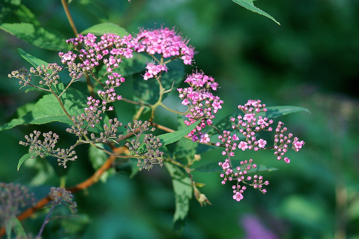 *** - Леонид leo