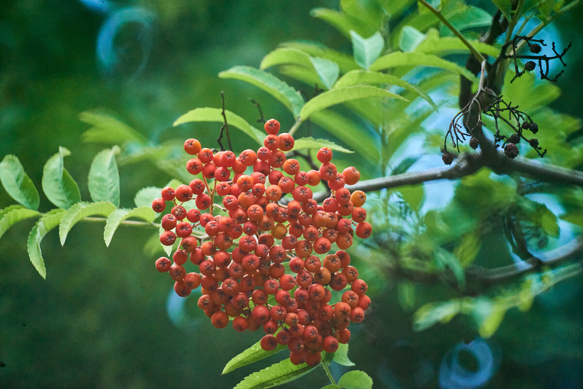 летняя рябина - Александр Леонов
