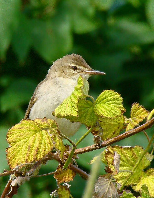 садовая камышовка - gawrilа - dan