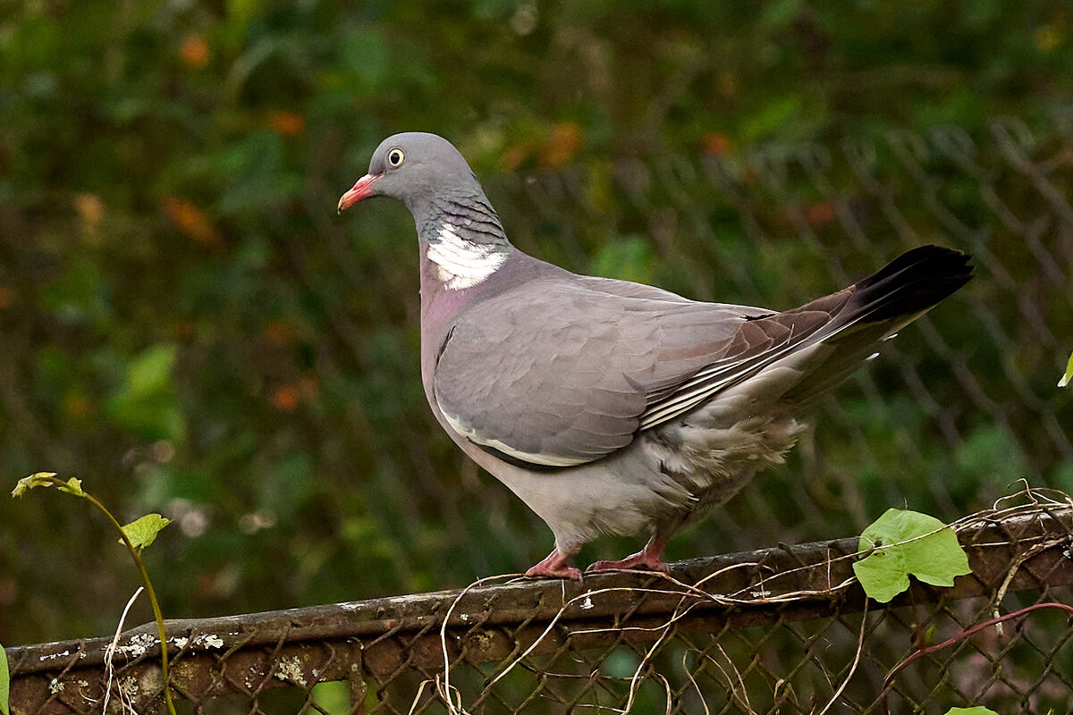 Вяхир 4 - Юрий Бутусов