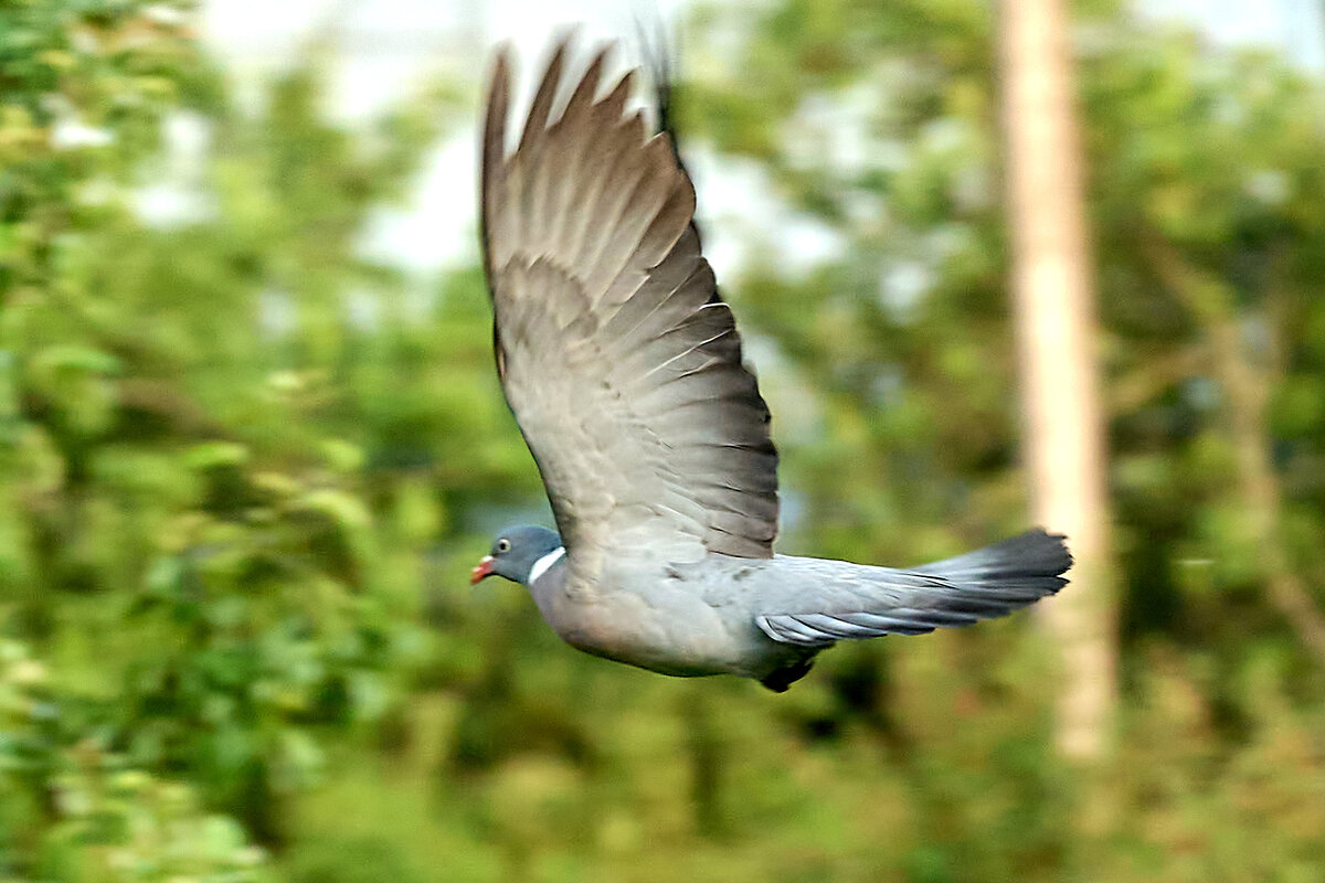 Вяхир 2 - Юрий Бутусов