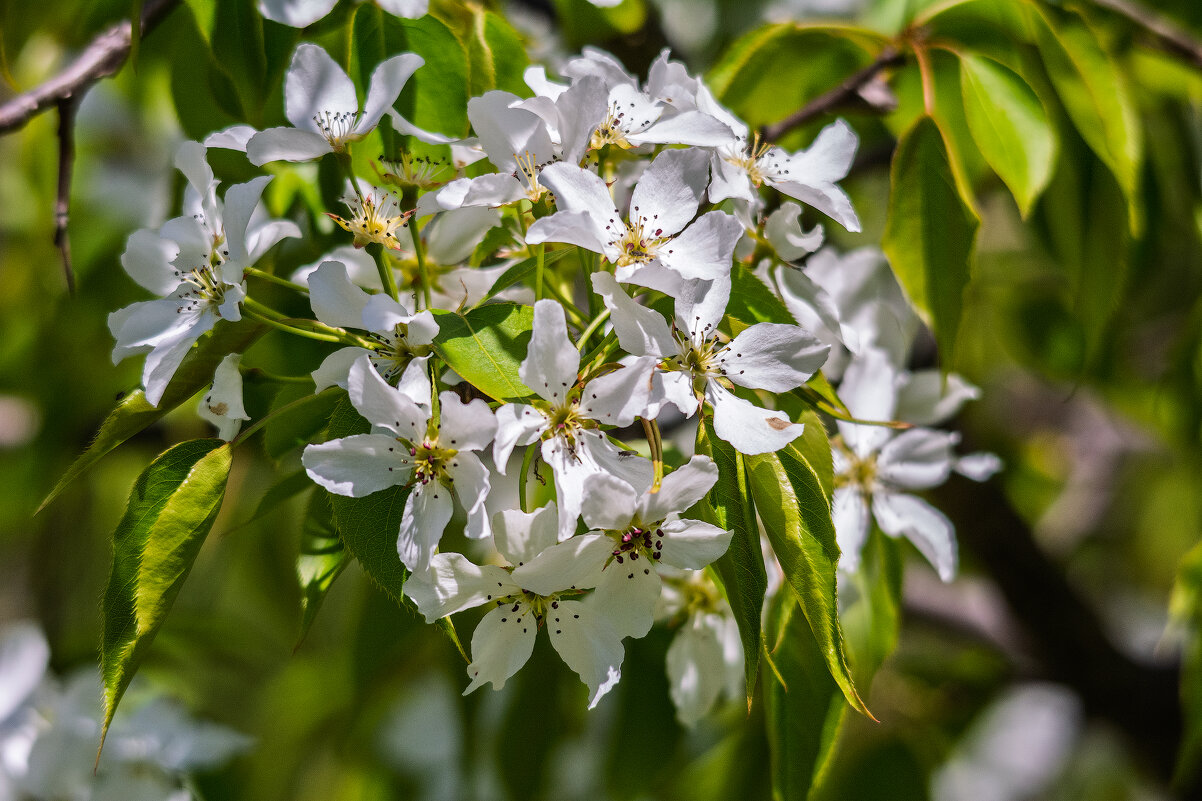 *** - Виктор Иванович Чернюк