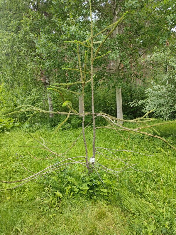 В Ботаническом саду Петрозаводска - Ирэн 