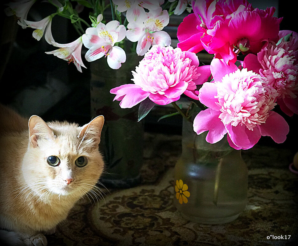 цветы и коты - Олег Лукьянов цветы и коты - Олег Лукьянов