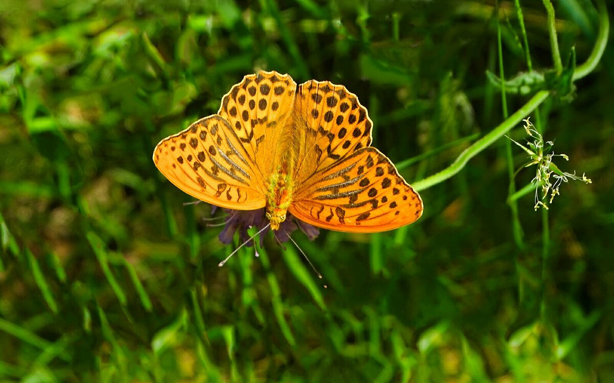 Перламутровка - Милешкин Владимир Алексеевич 