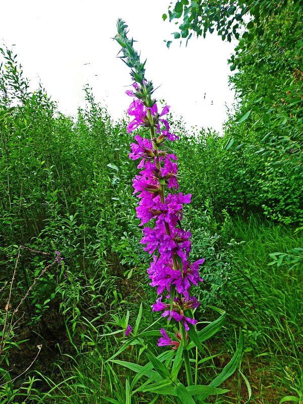 Июль...Цветет на лесной опушке дербенник иволистный! - Владимир 