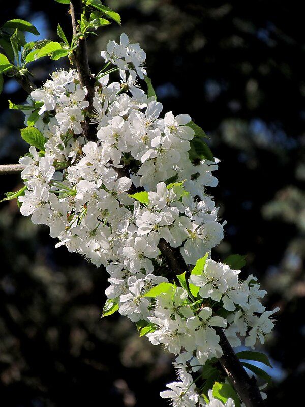 Белый цвет весны - Роман Савоцкий