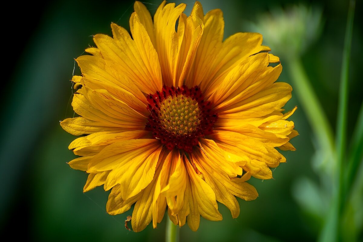 Гайлардия - Игорь Сикорский