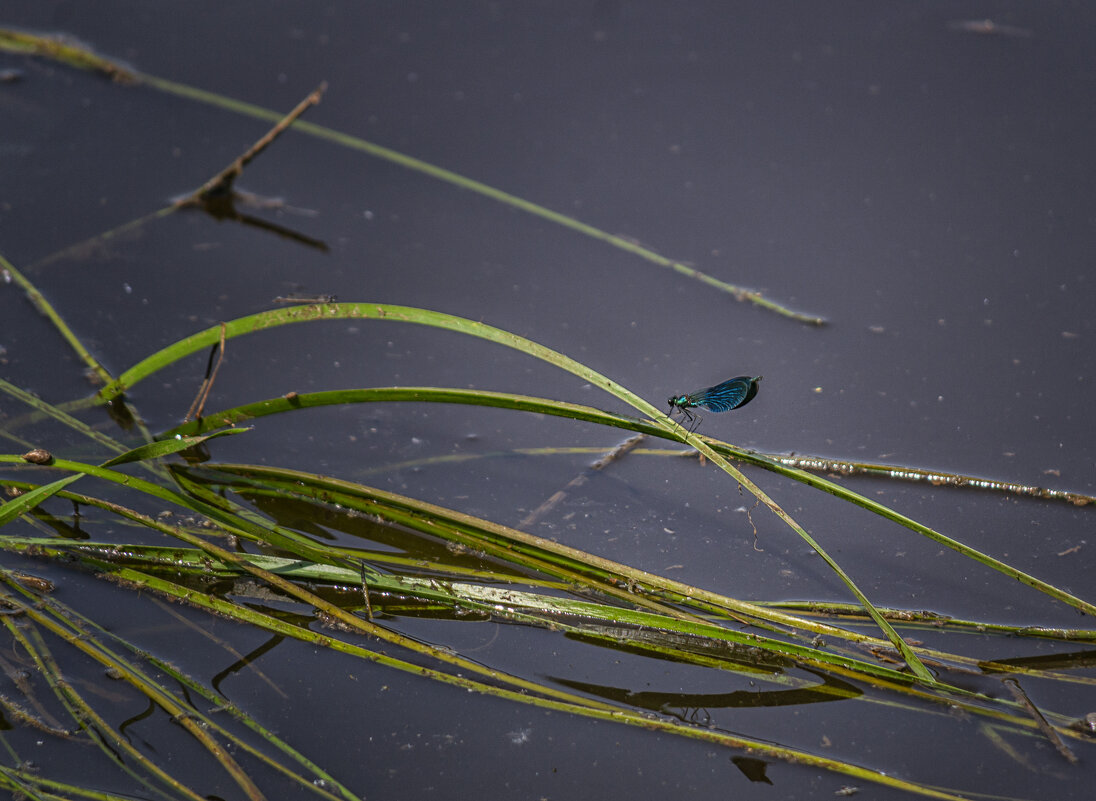 На травинке - Сергей Цветков