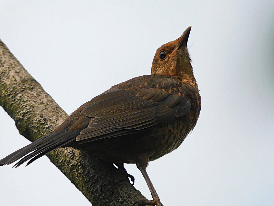 Молодой чёрный дрозд - Лина Молодой чёрный дрозд - Лина