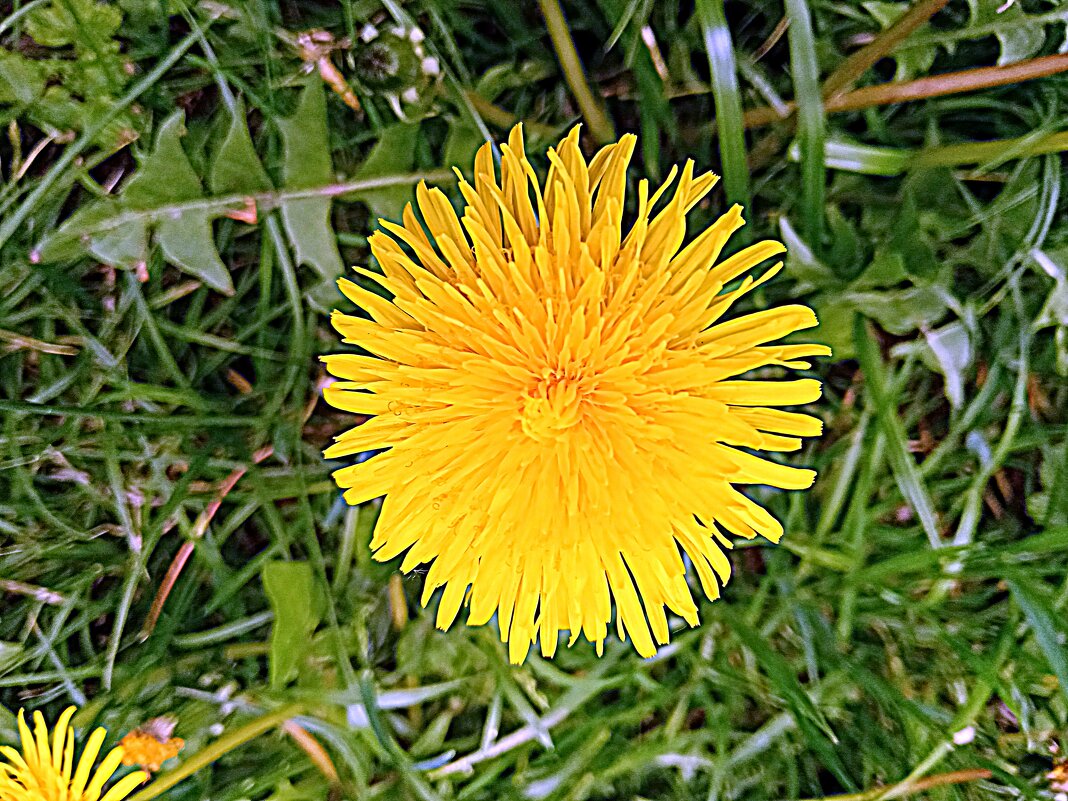 Цветы . - Владимир Драгунский Цветы . - Владимир Драгунский