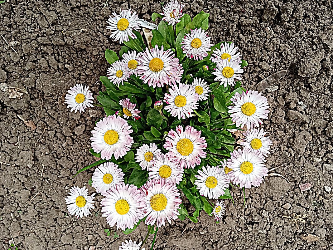 Цветы. - Владимир Драгунский