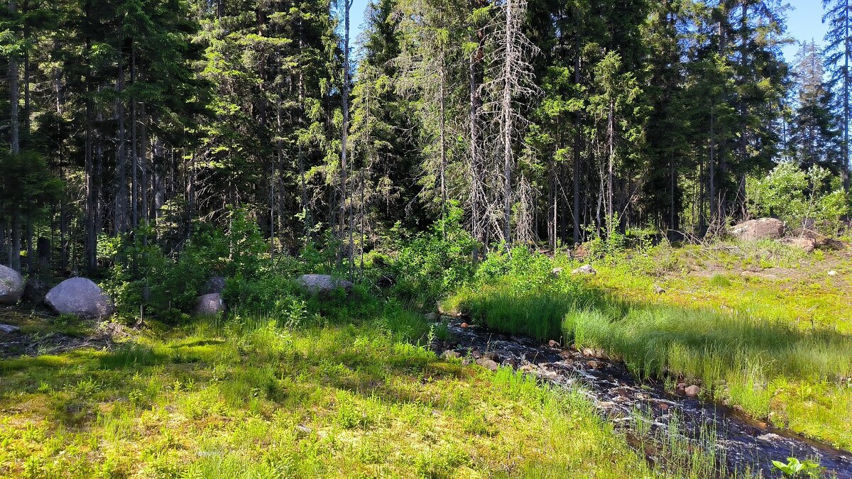 Прекрасный летний день. - Ольга Прекрасный летний день. - Ольга
