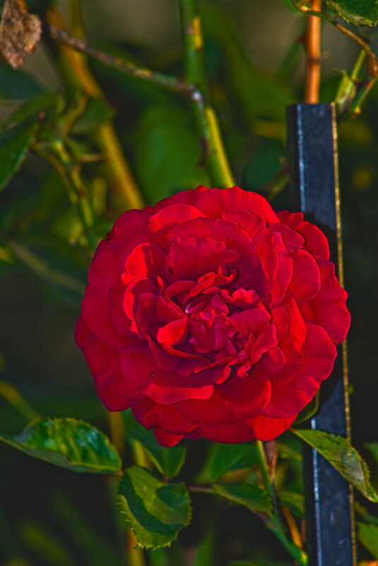 Роза - Giant Tao /