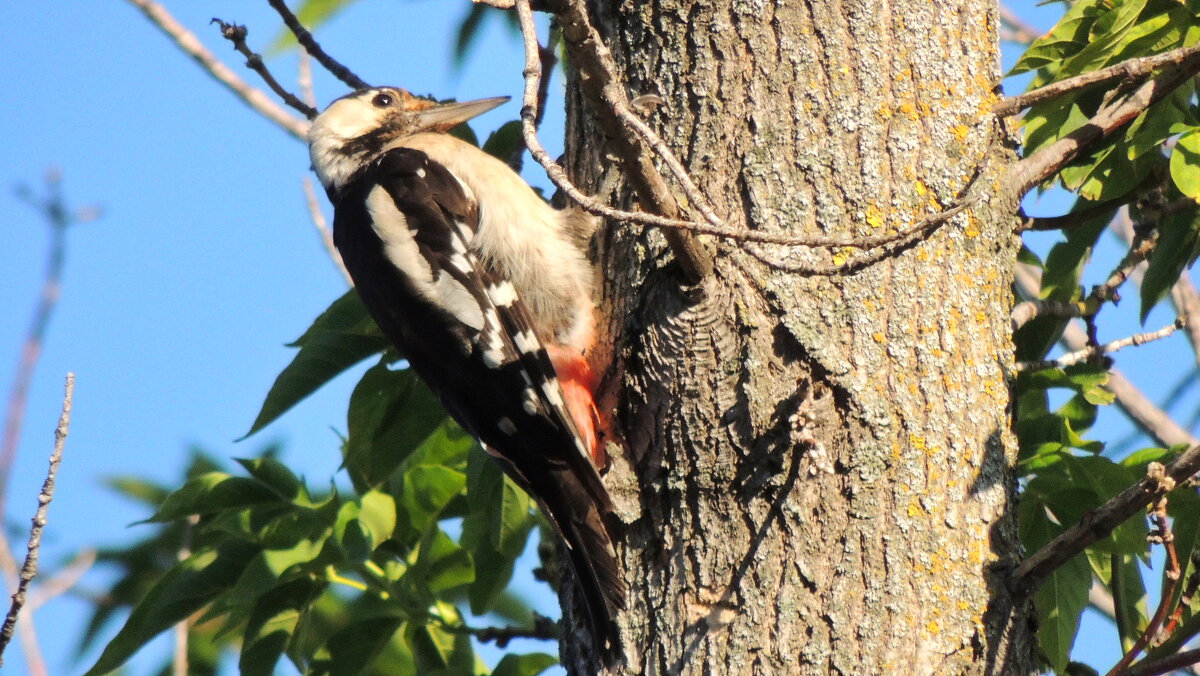 Ударник-ковыряка. - Игорь Родионов