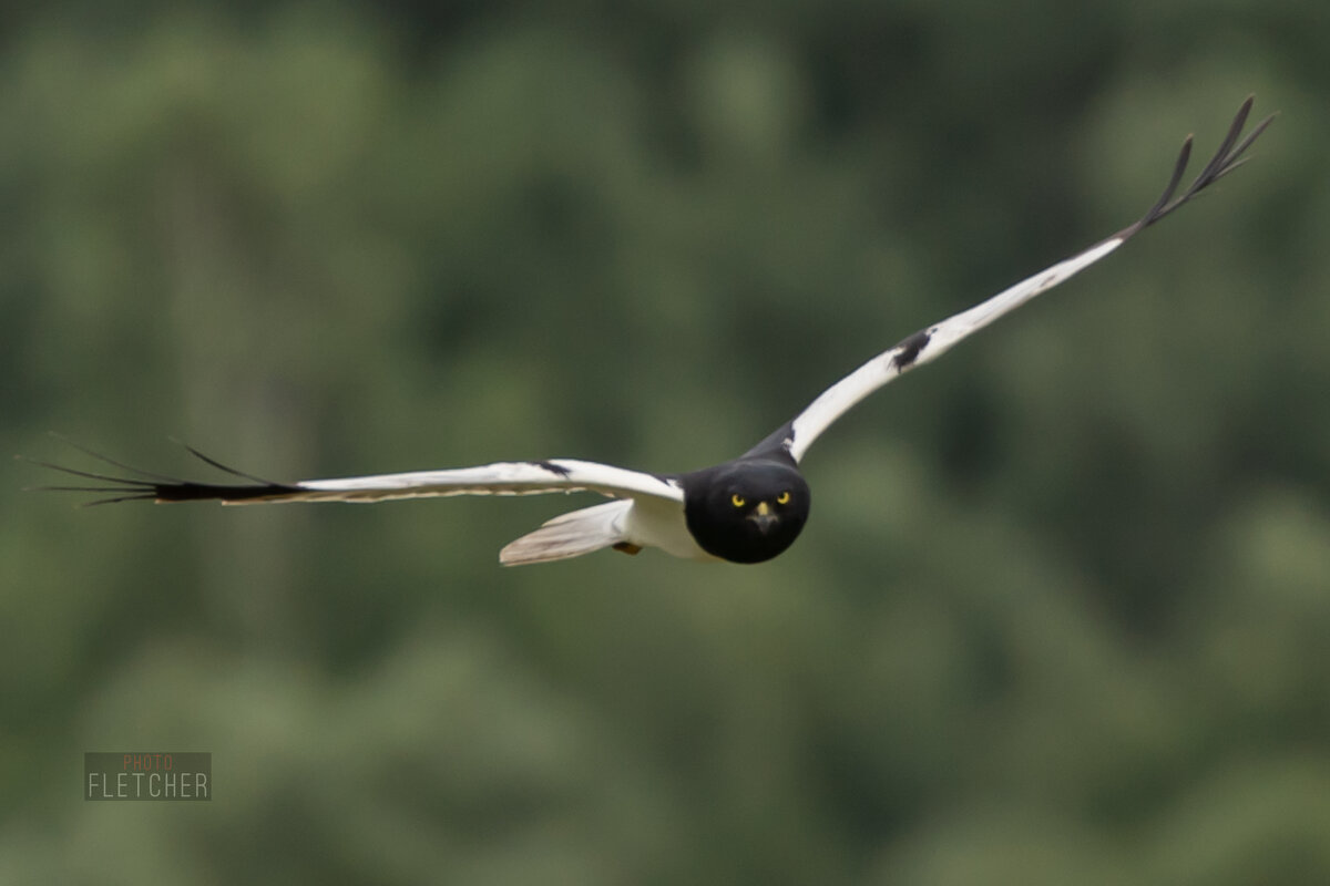 1 - Сергей Флетчер