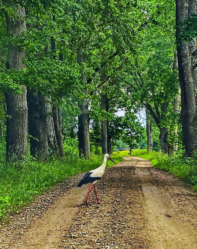 The walk - Arturs Ancans