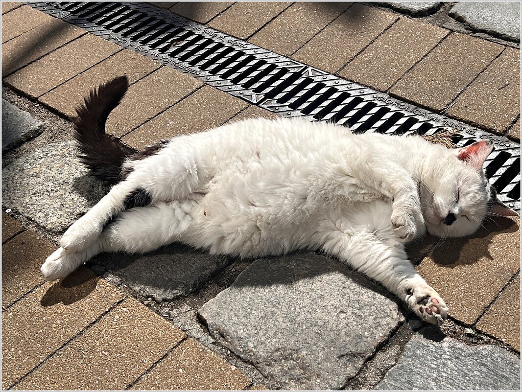 Лето в городе котов и кошек. - Валерия Комова Лето в городе котов и кошек. - Валерия Комова