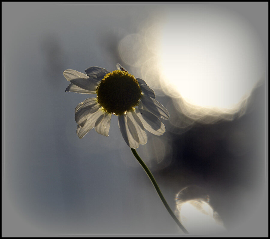 Вечерний свет - Aleksandr Gal Вечерний свет - Aleksandr Gal