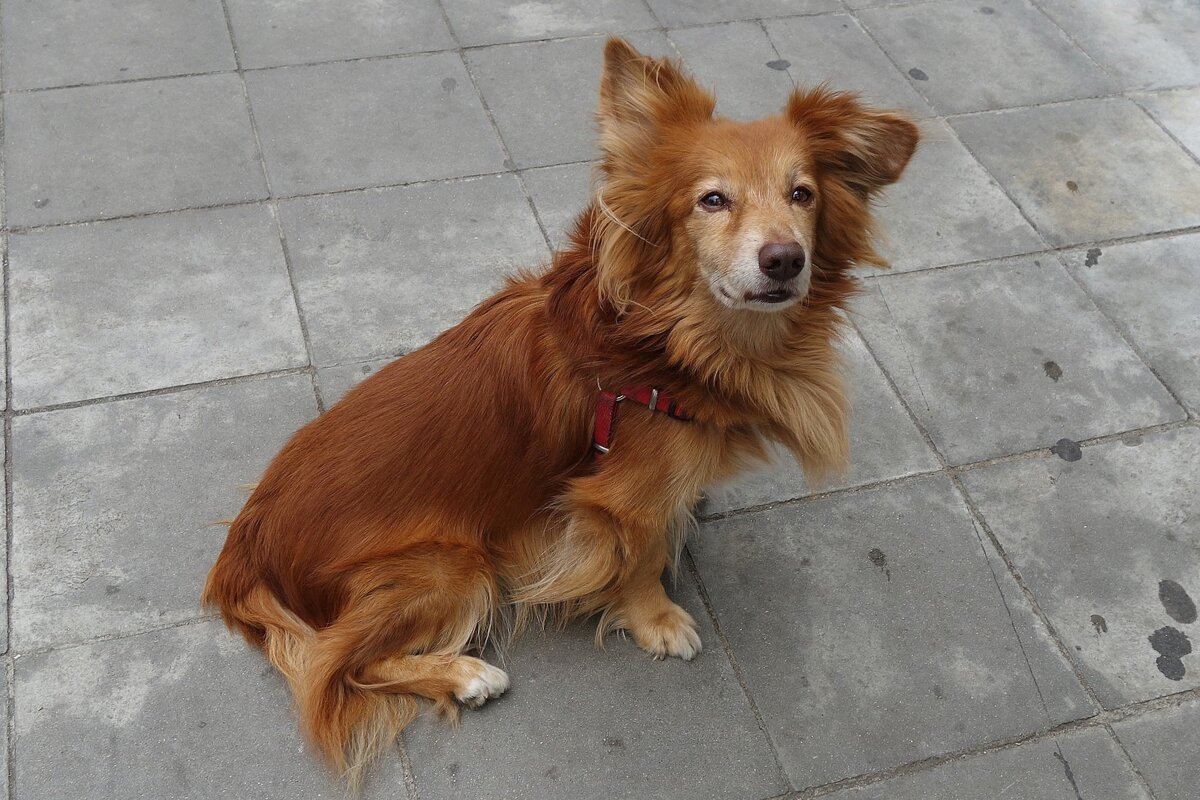 Братья наши меньшие - Рита Симонова Братья наши меньшие - Рита Симонова